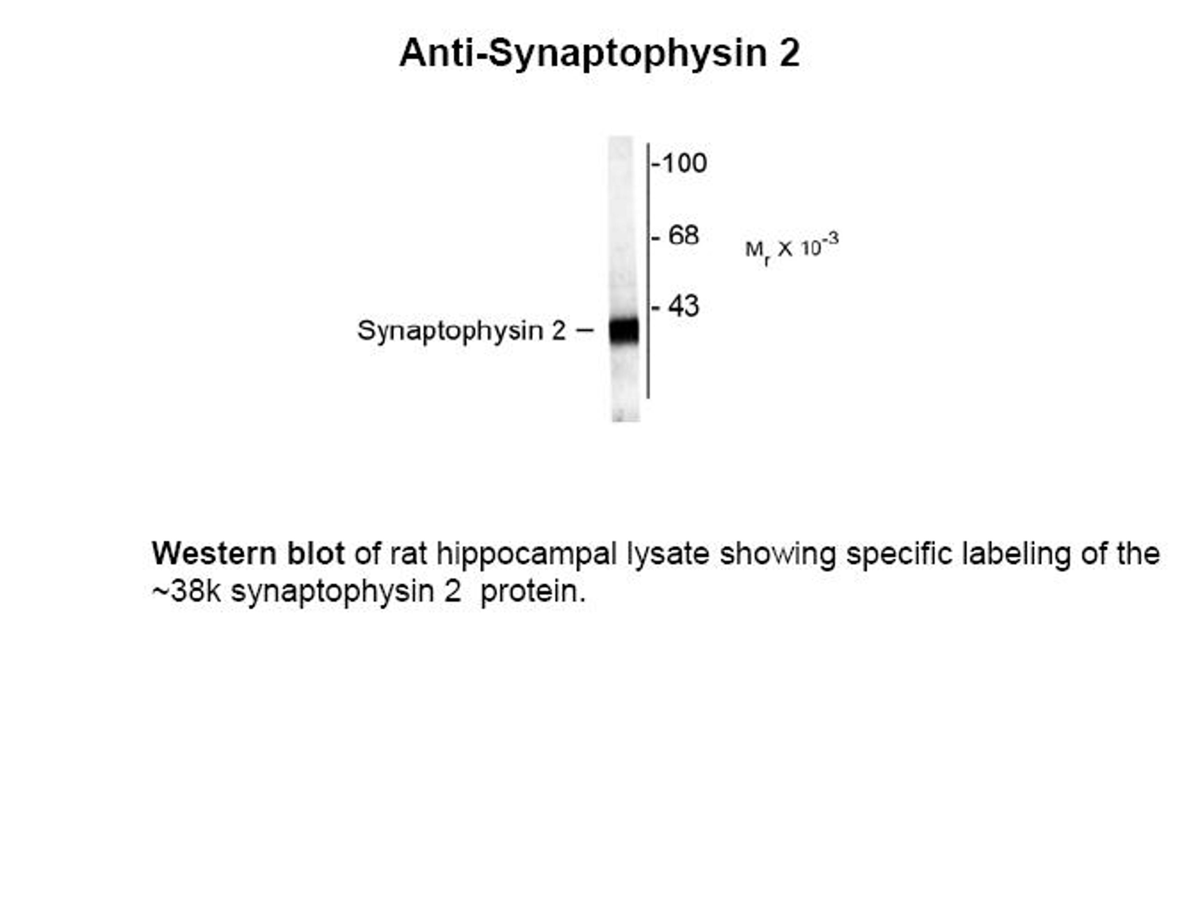 Western blot of rat hippocampal lysate showing specific labeling of the ~38k synaptophysin 2 protein.