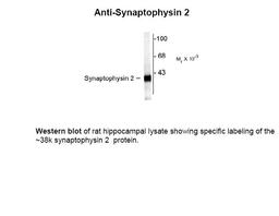 Western blot of rat hippocampal lysate showing specific labeling of the ~38k synaptophysin 2 protein.