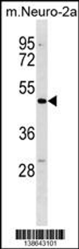 Western blot analysis in mouse Neuro-2a cell line lysates (35ug/lane).