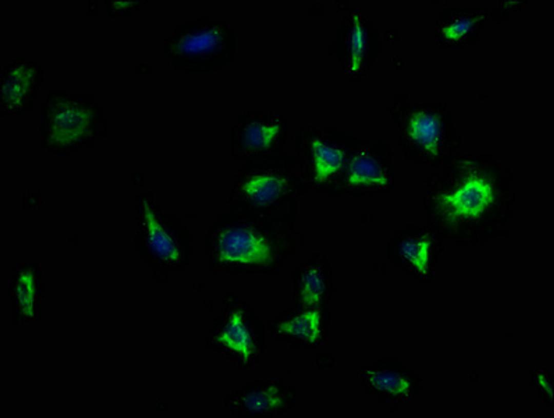 Immunofluorescence staining of SH-SY5Y cells with CSB-PA819484LA01HU at 1:133, counter-stained with DAPI. The cells were fixed in 4% formaldehyde, permeabilized using 0.2% Triton X-100 and blocked in 10% normal Goat Serum. The cells were then incubated with the antibody overnight at 4°C. The secondary antibody was Alexa Fluor 488-congugated AffiniPure Goat Anti-Rabbit IgG(H+L).