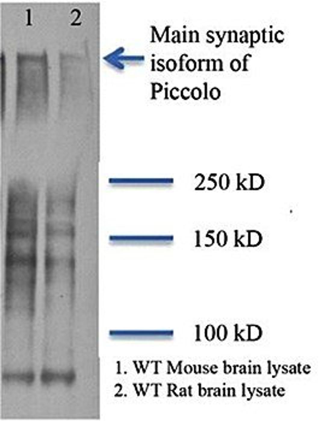 Western blot analysis of mouse brain lysate (Lane1) and rat brain lysate using Piccolo antibody