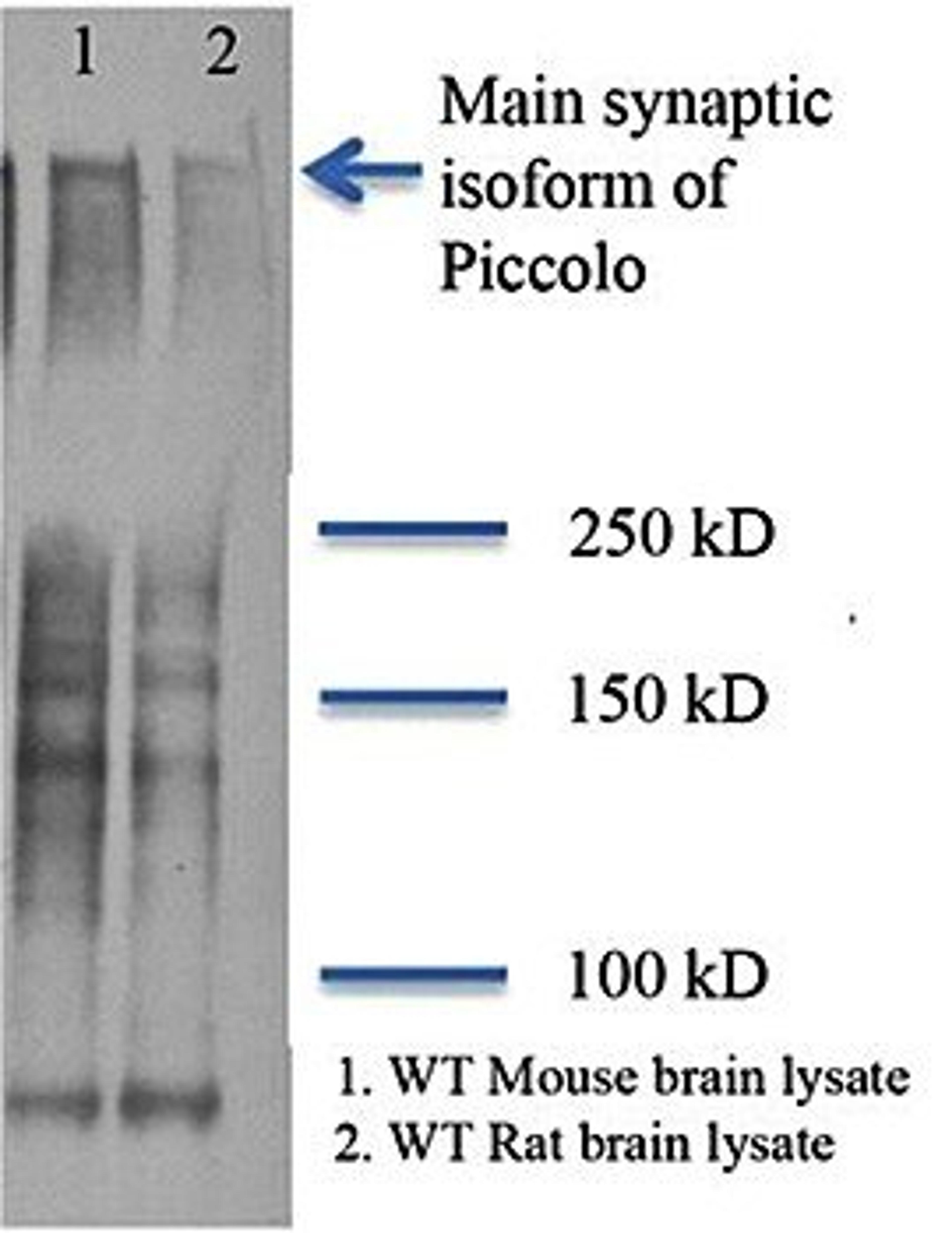 Western blot analysis of mouse brain lysate (Lane1) and rat brain lysate using Piccolo antibody