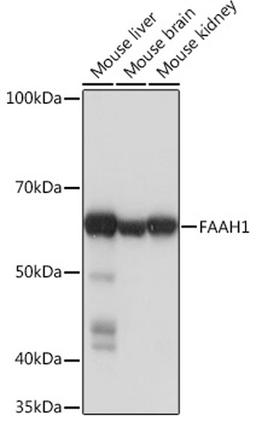 Western blot - FAAH1 Rabbit mAb (A4099)