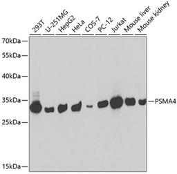 Western blot - PSMA4 antibody (A2511)