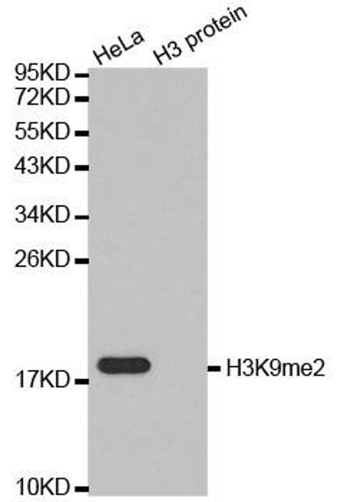 Western blot analysis of extracts of HeLa cell line and H3 protein expressed in E.coli using Histone H3K9me2 antibody