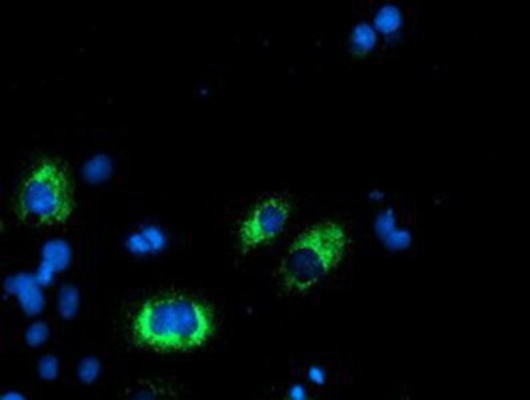 Immunocytochemistry/Immunofluorescence: AGPAT5 Antibody (2C4) [NBP2-01664] Staining of COS7 cells transiently transfected by pCMV6-ENTRY AGPAT5.