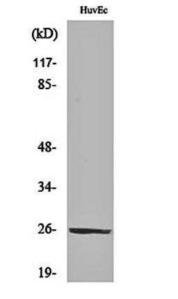 Western blot analysis of HuvEc cell lysates using CD137L antibody