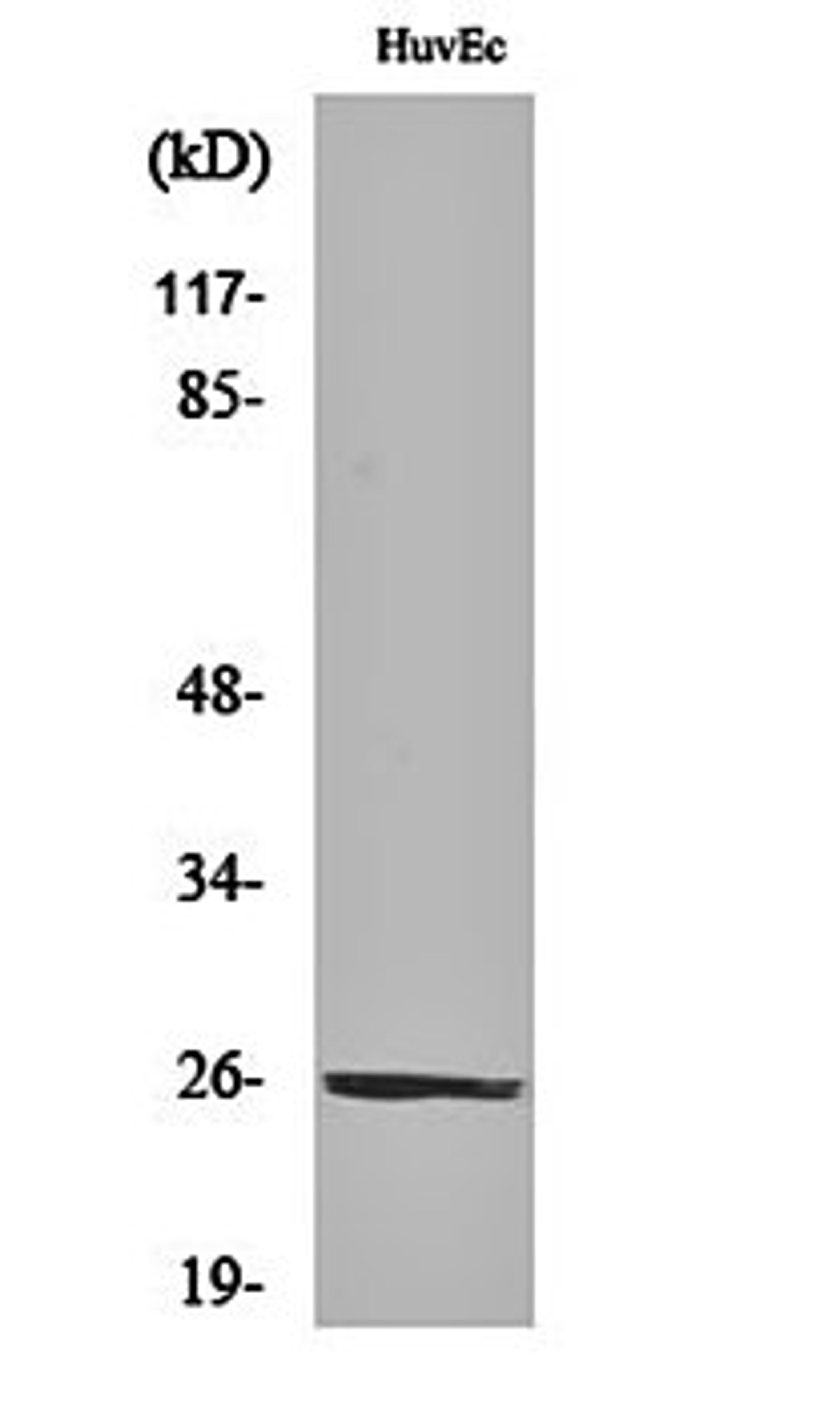 Western blot analysis of HuvEc cell lysates using CD137L antibody