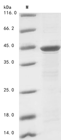 (Tris-Glycine gel) Discontinuous SDS-PAGE (reduced) with 5% enrichment gel and 15% separation gel.