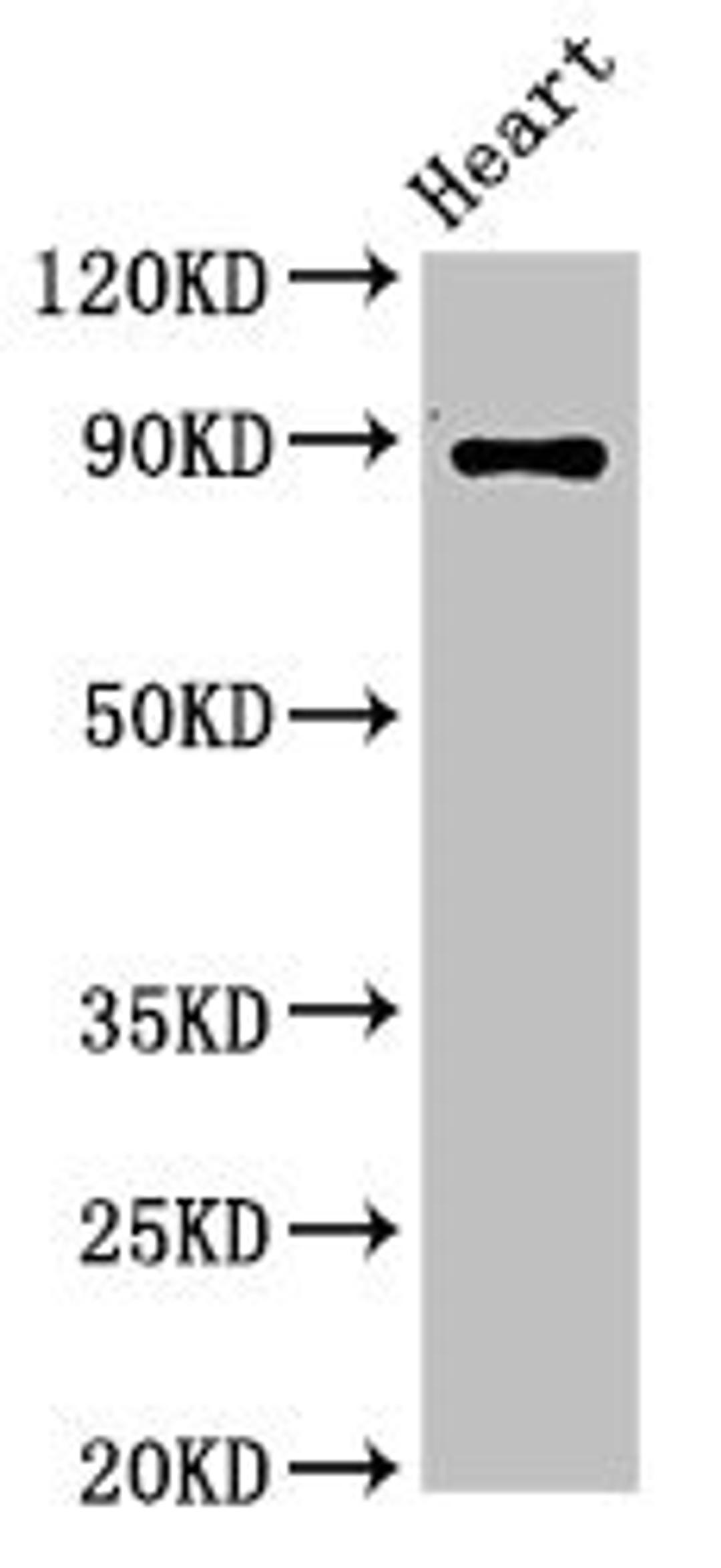 Western Blot. Positive WB detected in: Rat heart tissue. All lanes: CDH15 antibody at 3.2ug/ml. Secondary. Goat polyclonal to rabbit IgG at 1/50000 dilution. Predicted band size: 89 kDa. Observed band size: 89 kDa.
