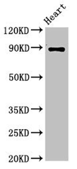 Western Blot. Positive WB detected in: Rat heart tissue. All lanes: CDH15 antibody at 3.2ug/ml. Secondary. Goat polyclonal to rabbit IgG at 1/50000 dilution. Predicted band size: 89 kDa. Observed band size: 89 kDa.