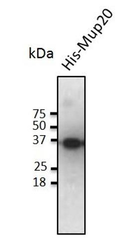 Western blot analysis of staining of His-Mup20 cells lysate using Mup20 antibody