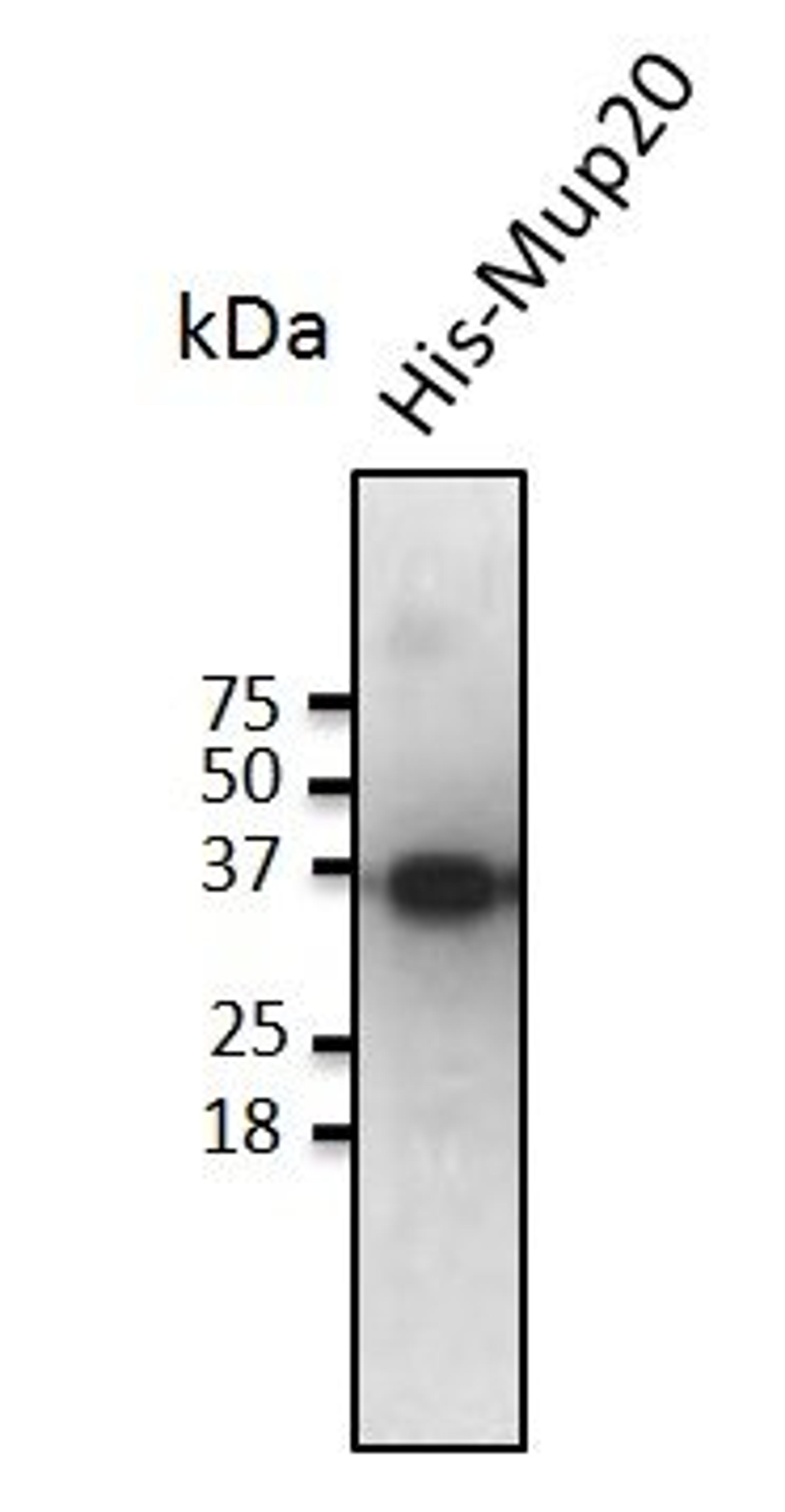 Western blot analysis of staining of His-Mup20 cells lysate using Mup20 antibody