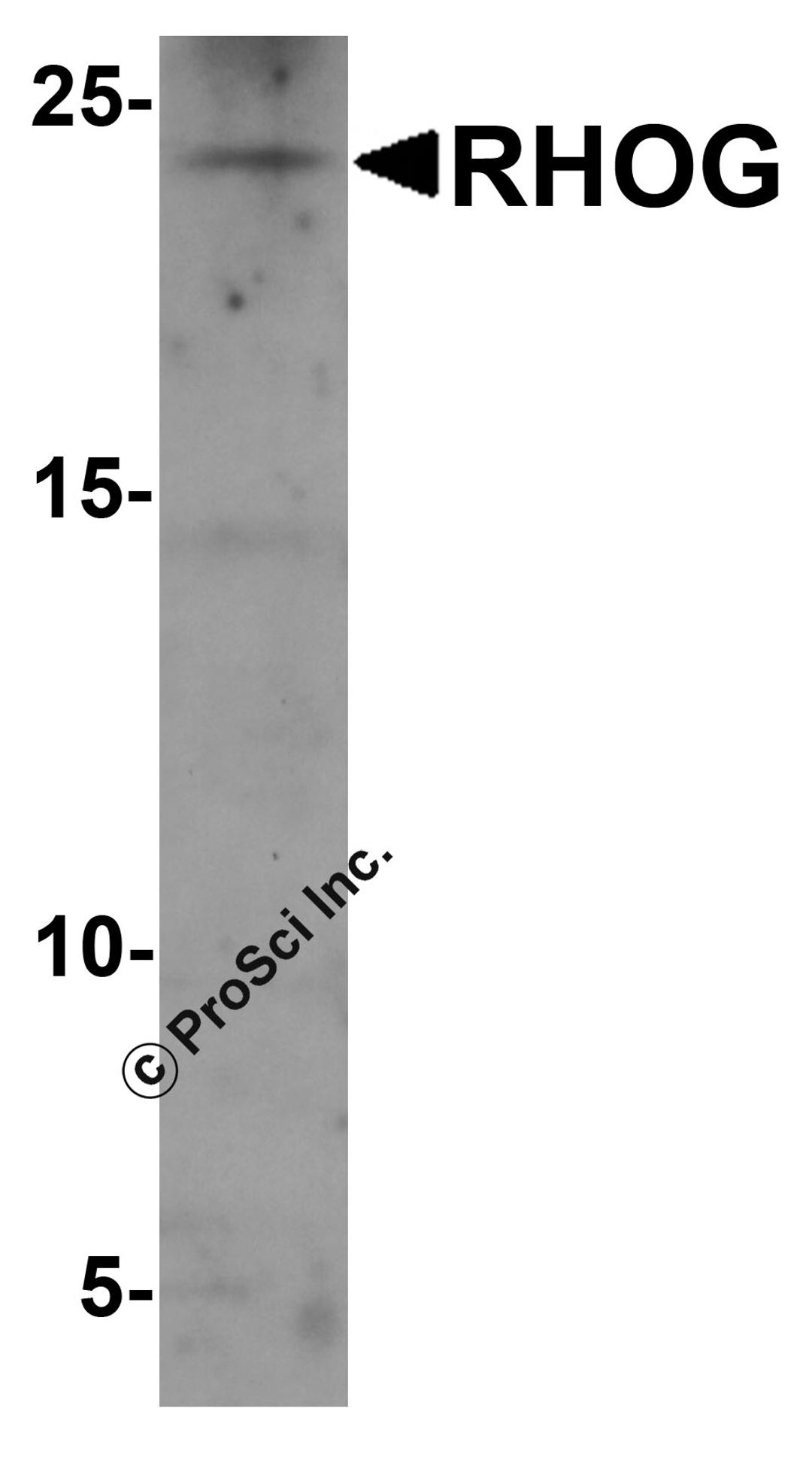 Western blot analysis of RHOG in human kidney tissue lysate with RHOG antibody at 1 μg/ml.