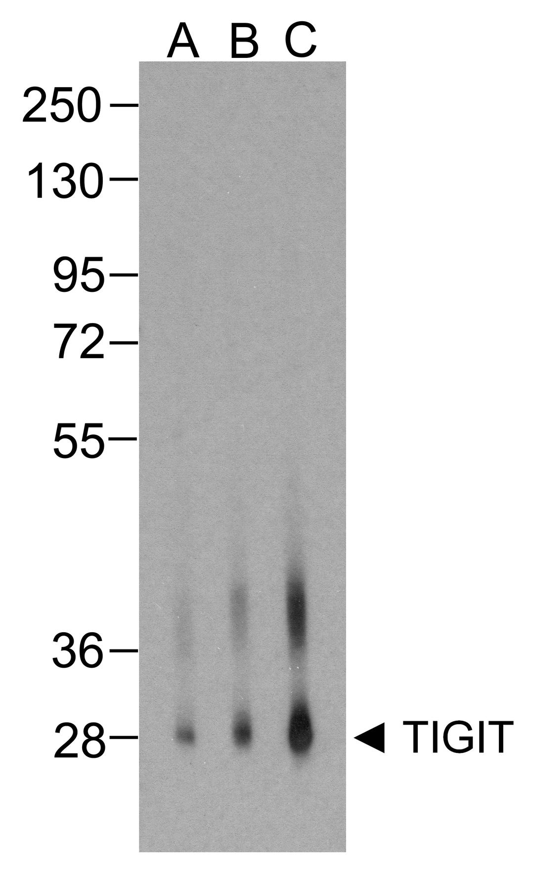 Western blot analysis of TIGIT in over expressing HEK293 cells using RF16054 antibody at (A) 0.25 μg/ml , (B) 0.5 μg/ml, and (C) 1 μg/ml.