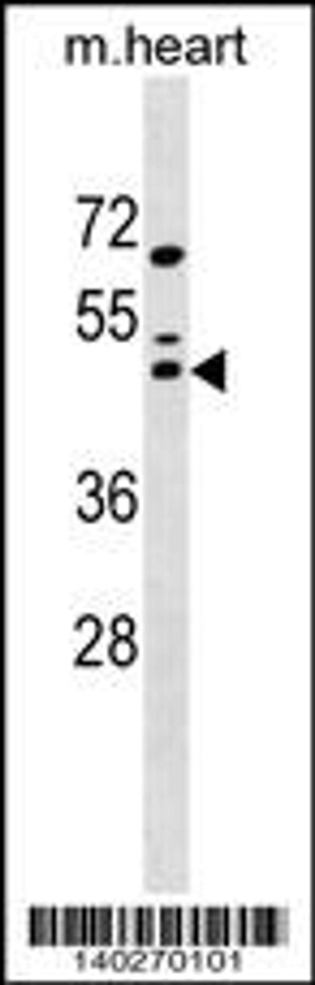 Western blot analysis in mouse heart tissue lysates (35ug/lane).This demonstratedetected the Maf protein (arrow).