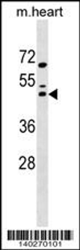 Western blot analysis in mouse heart tissue lysates (35ug/lane).This demonstratedetected the Maf protein (arrow).