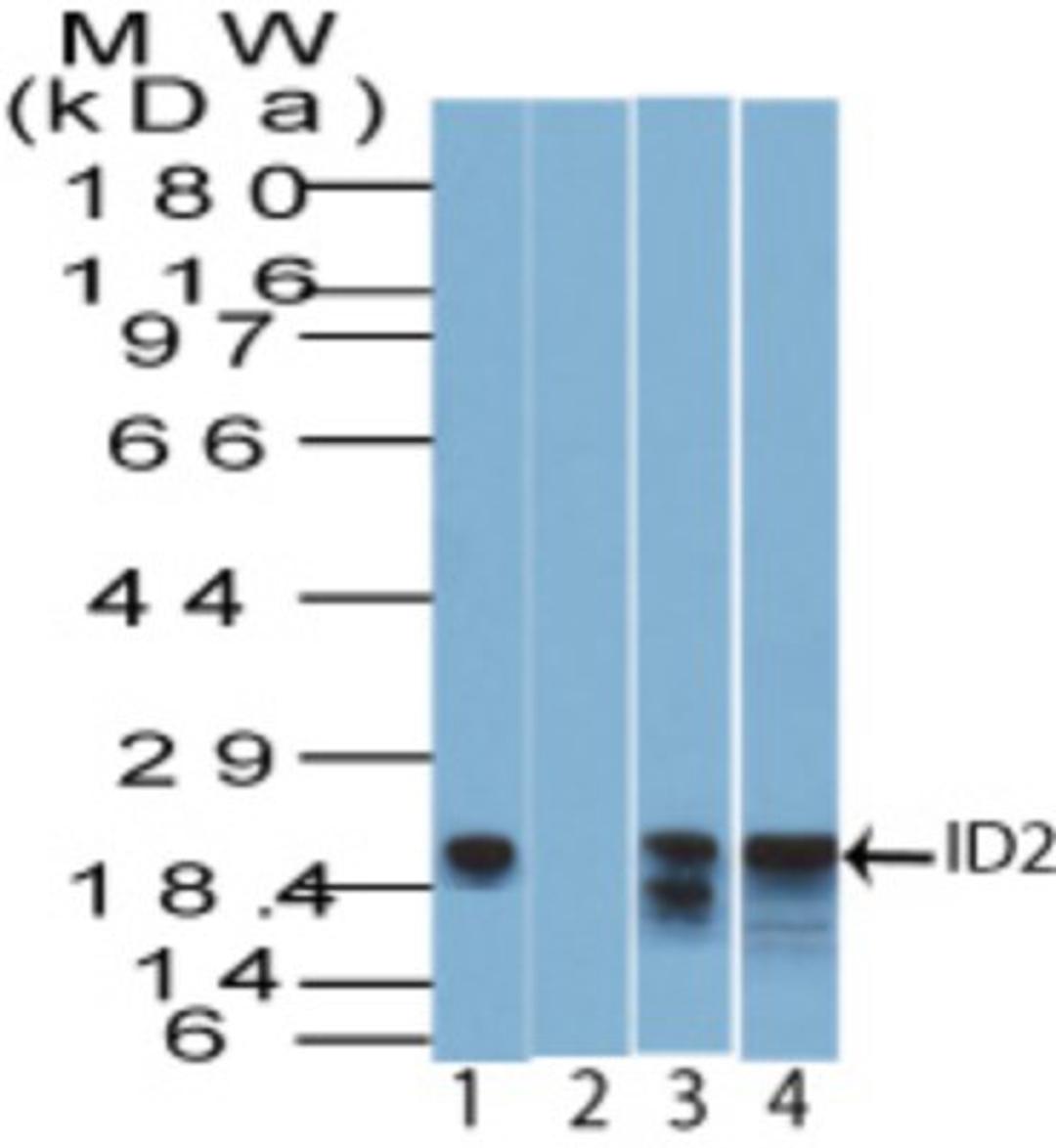 Western Blot: ID2 Antibody [NBP2-27194] - Analysis using ID2 antibody. Lysate from human brain in the 1) absence and 2) presence of immunizing peptide, 3) mouse and 4) rat brain probed with ID2 antibody at 2 ug/ml.  Goat anti-rabbit Ig HRP secondary antibody and PicoTect ECL substrate solution were used for this test.