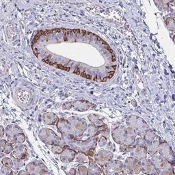 Immunohistochemistry: GLYATL2 Antibody [NBP2-32526] - Staining of human salivary gland shows strong cytoplasmic positivity in basal cells in salivary ducts and acini.