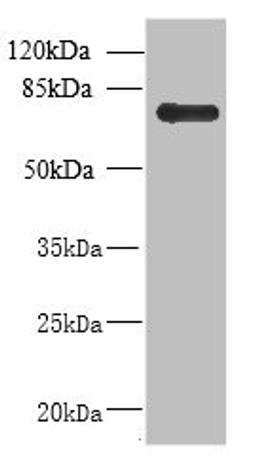 Western blot. All lanes: NHLRC2 antibody at 8µg/ml + U251 whole cell lysate. Secondary. Goat polyclonal to rabbit at 1/10000 dilution. Predicted band size: 80, 40 kDa. Observed band size: 80 kDa