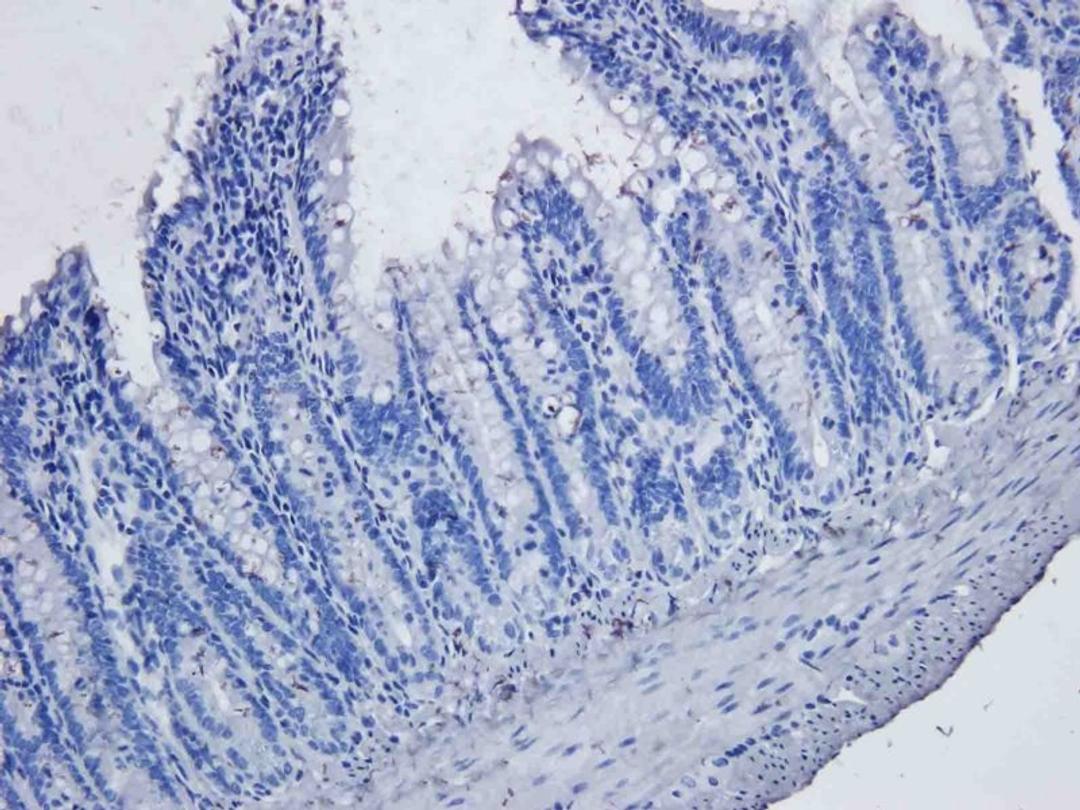 Immunohistochemical staining of rat large intestines tissue using OX40L antibody (dilution of primary antibody - 5 ug/ml)