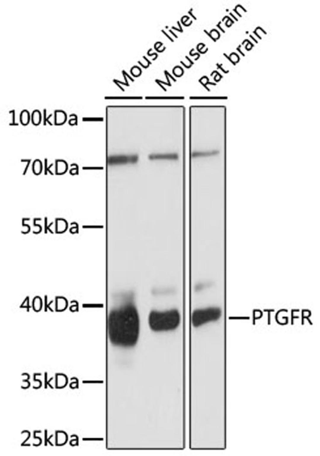 Western blot - PTGFR antibody (A15088)