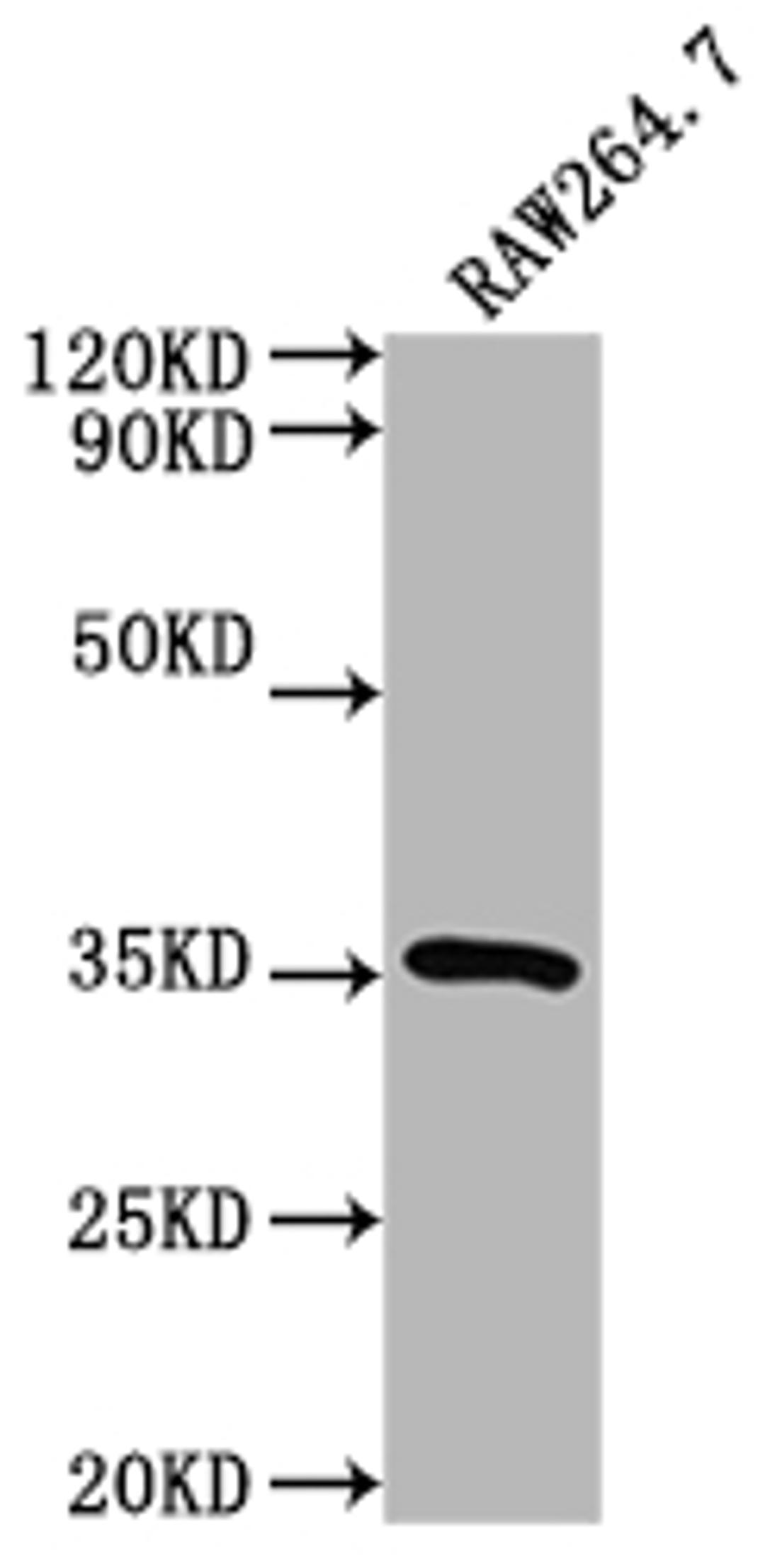Western Blot. Positive WB detected in: RAW264.7 whole cell lysate. All lanes: Sftpa1 antibody at 1:2000. Secondary. Goat polyclonal to rabbit IgG at 1/50000 dilution. Predicted band size: 27 kDa. Observed band size: 35 kDa.