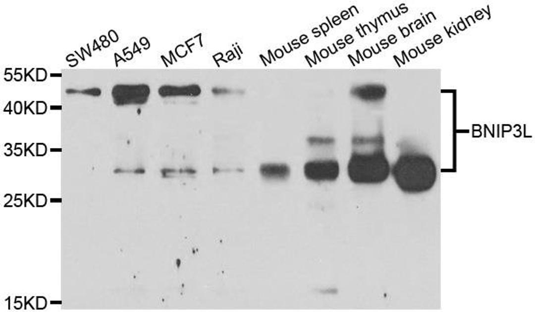 Western blot analysis of extracts of various cell lines using BNIP3L antibody