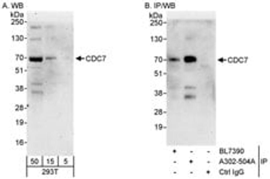 Detection of human CDC7 by western blot and immunoprecipitation.