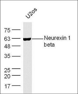 Western blot analysis of extracts from U20s using Neurexin1 beta antibody.