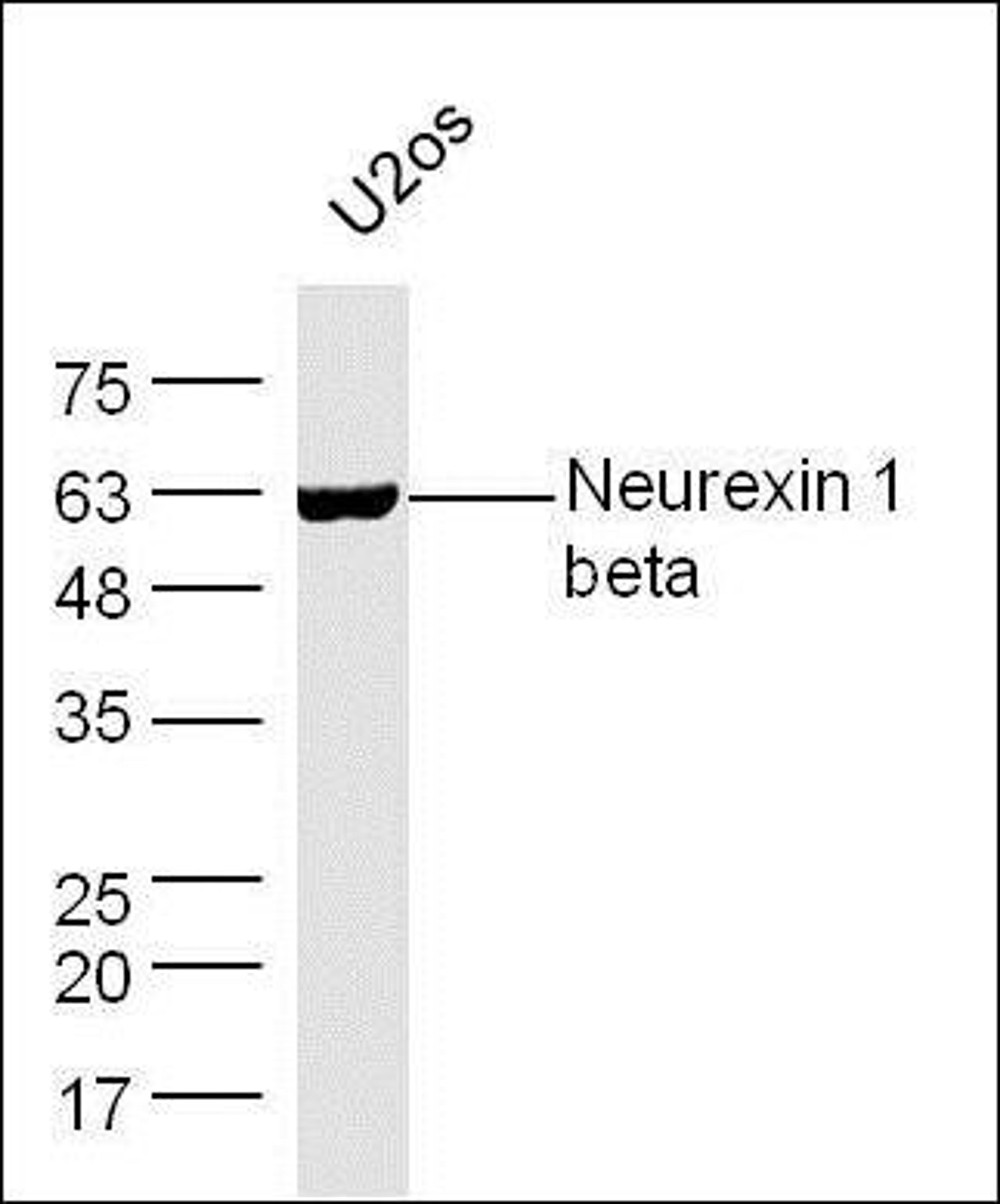 Western blot analysis of extracts from U20s using Neurexin1 beta antibody.