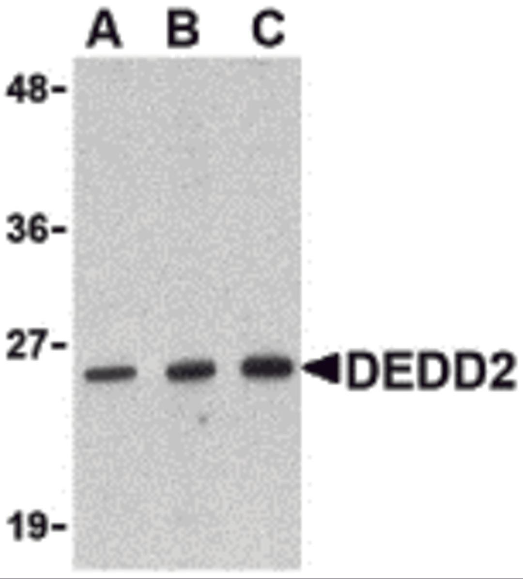 Western blot analysis of DEDD2 in RAW264.7 cell lysate with DEDD2 antibody at (A) 0.5, (B) 1 and (C) 2 &#956;g/mL.