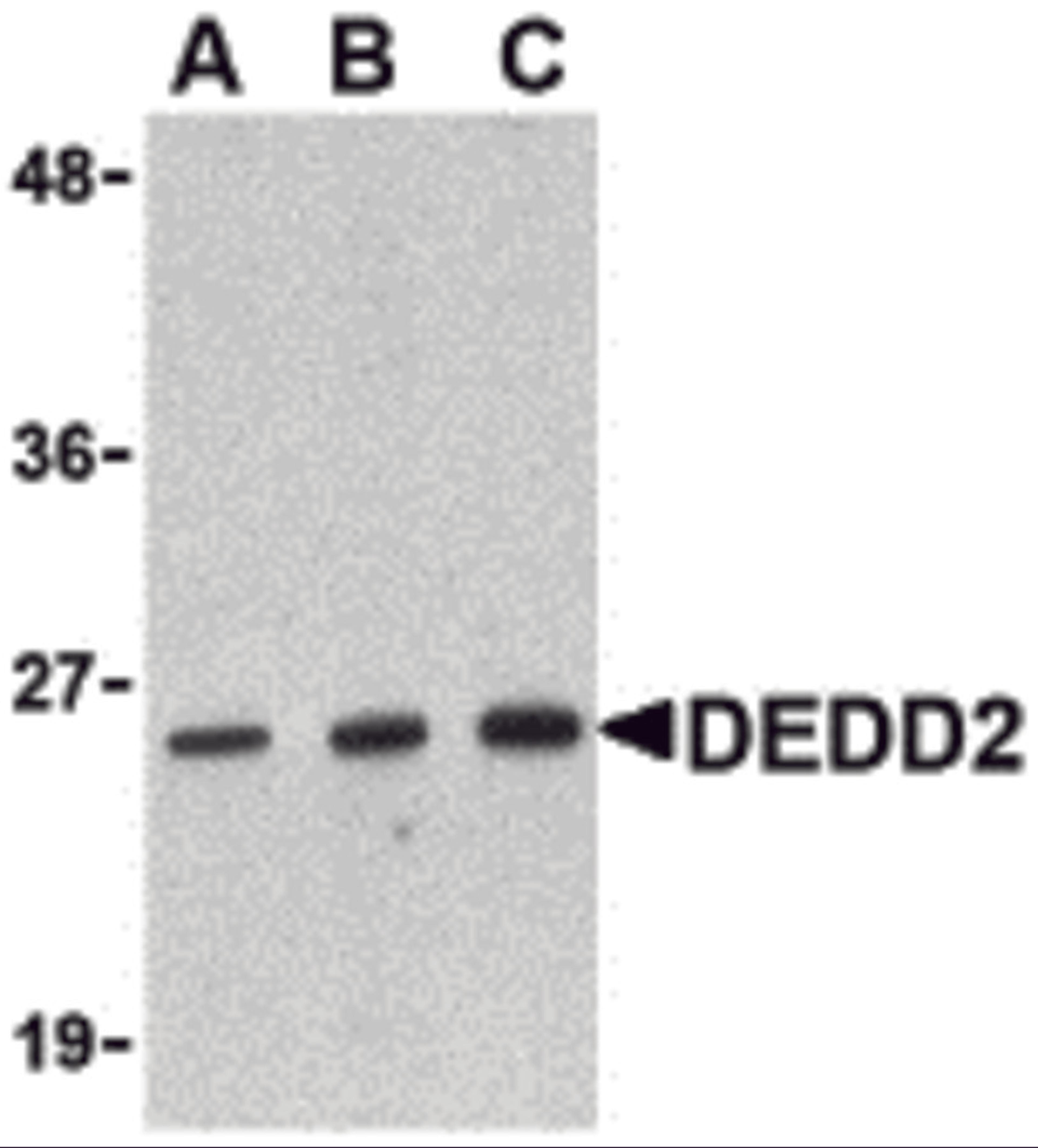 Western blot analysis of DEDD2 in RAW264.7 cell lysate with DEDD2 antibody at (A) 0.5, (B) 1 and (C) 2 μg/mL.