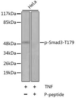 Western blot - Phospho-Smad3-T179 antibody (AP0554)