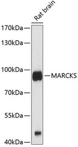 Western blot - MARCKS antibody (A0936)