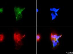 Immunocytochemistry/Immunofluorescence: FAT4 Antibody [NBP1-78381] - Antibody was tested in A431 cells with FITC (green).  Nuclei were counterstained with DAPI (blue).