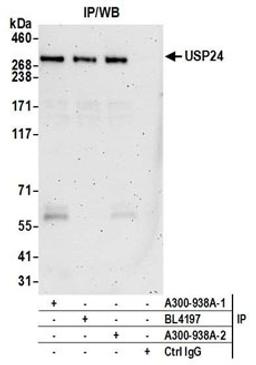 Detection of human USP24 by western blot of immunoprecipitates.