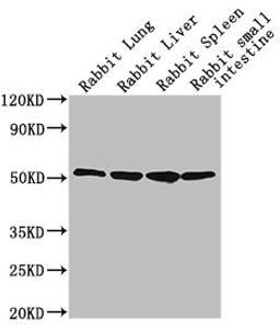Western Blot. Positive WB detected in: Rabbit lung tissue, Rabbit liver tissue, Rabbit spleen tissue, Rabbit small intestine tissue. All lanes: CD14 antibody at 1:2500. Secondary. Goat polyclonal to Mouse IgG at 1/10000 dilution. Predicted band size: 41 kDa. Observed band size: 55 kDa.