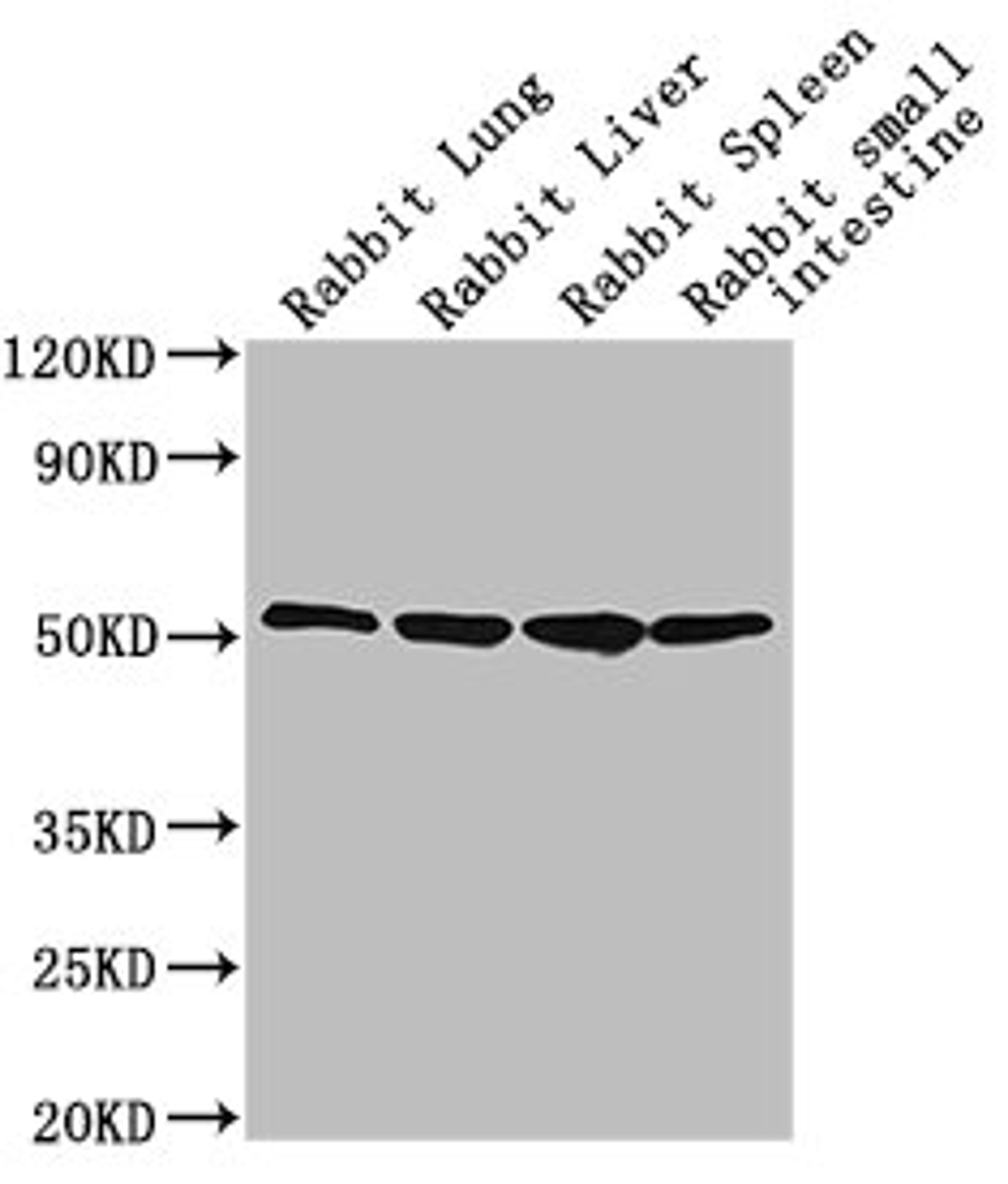 Western Blot. Positive WB detected in: Rabbit lung tissue, Rabbit liver tissue, Rabbit spleen tissue, Rabbit small intestine tissue. All lanes: CD14 antibody at 1:2500. Secondary. Goat polyclonal to Mouse IgG at 1/10000 dilution. Predicted band size: 41 kDa. Observed band size: 55 kDa.