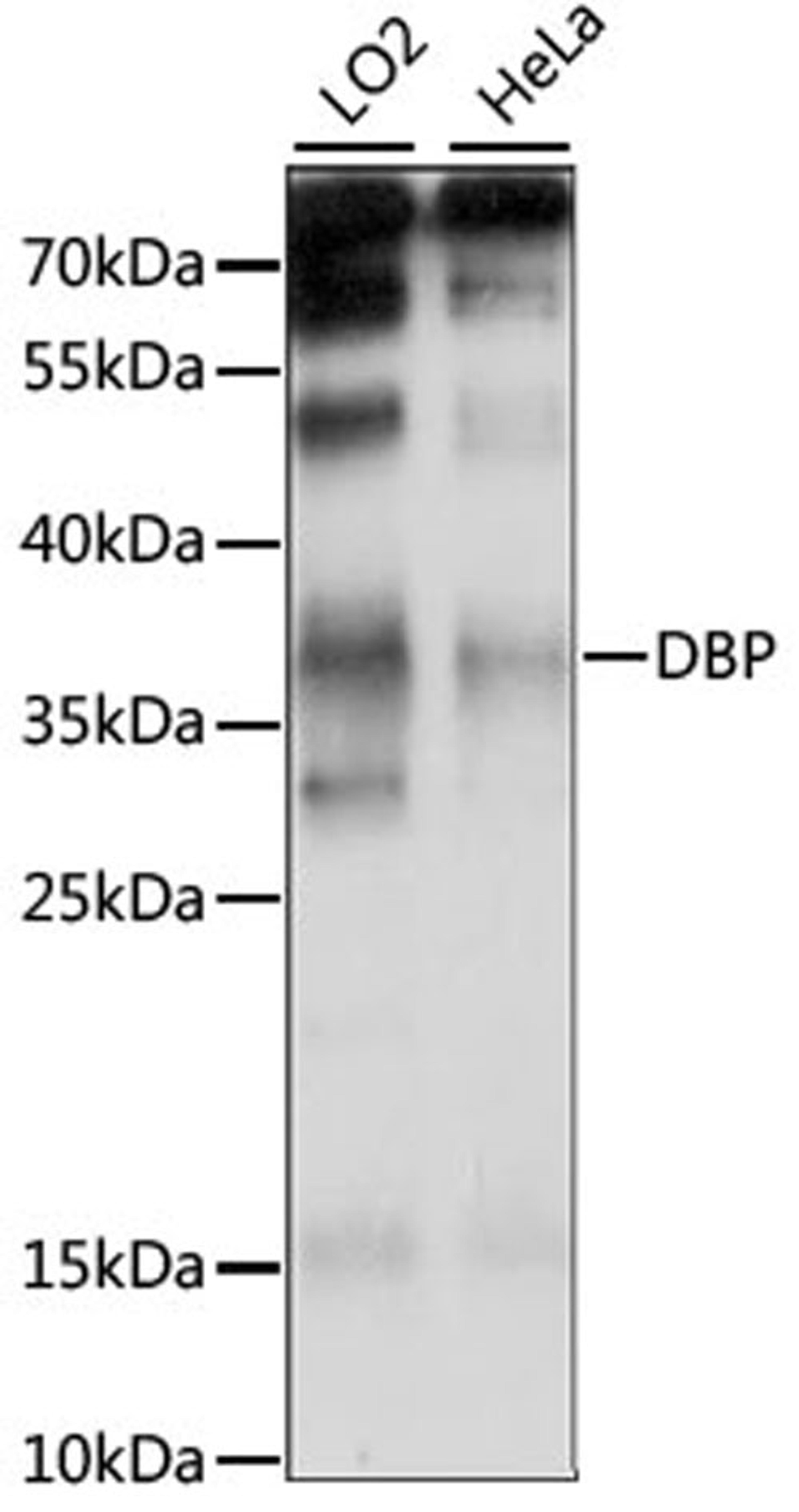 Western blot - DBP antibody (A15270)