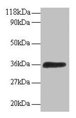 Western blot. All lanes: ATP6V1E1 antibody at 2µg/ml + 293T whole cell lysate. Secondary. Goat polyclonal to rabbit IgG at 1/15000 dilution. Predicted band size: 27, 24, 23 kDa. Observed band size: 36 kDa