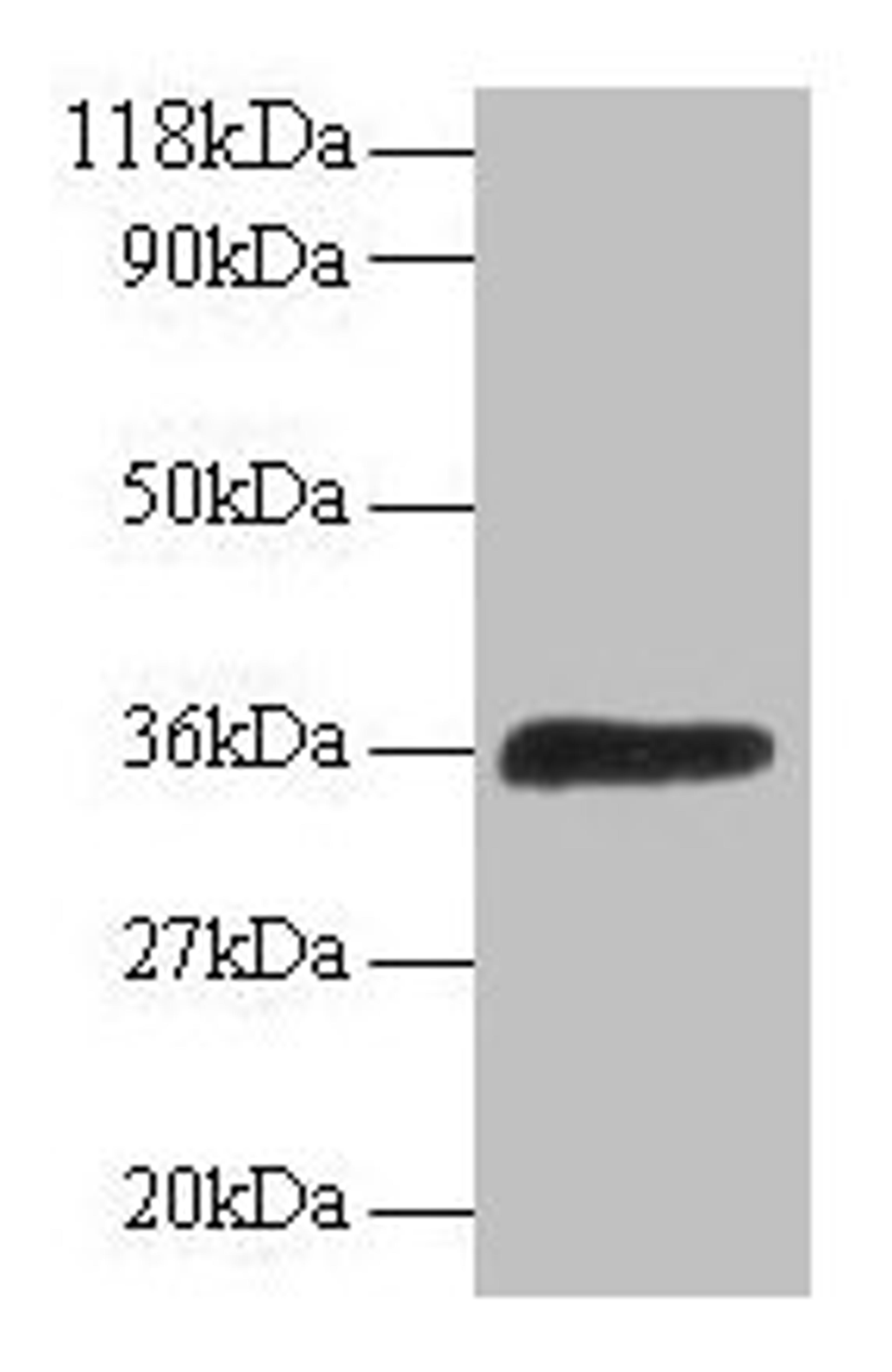 Western blot. All lanes: ATP6V1E1 antibody at 2µg/ml + 293T whole cell lysate. Secondary. Goat polyclonal to rabbit IgG at 1/15000 dilution. Predicted band size: 27, 24, 23 kDa. Observed band size: 36 kDa