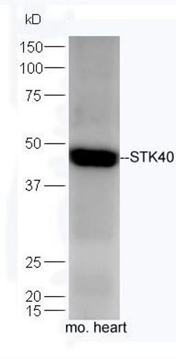 Western blot analysis of mouse heart lysates using STK40 antibody