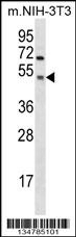 Western blot analysis in mouse NIH-3T3 cell line lysates (35ug/lane).