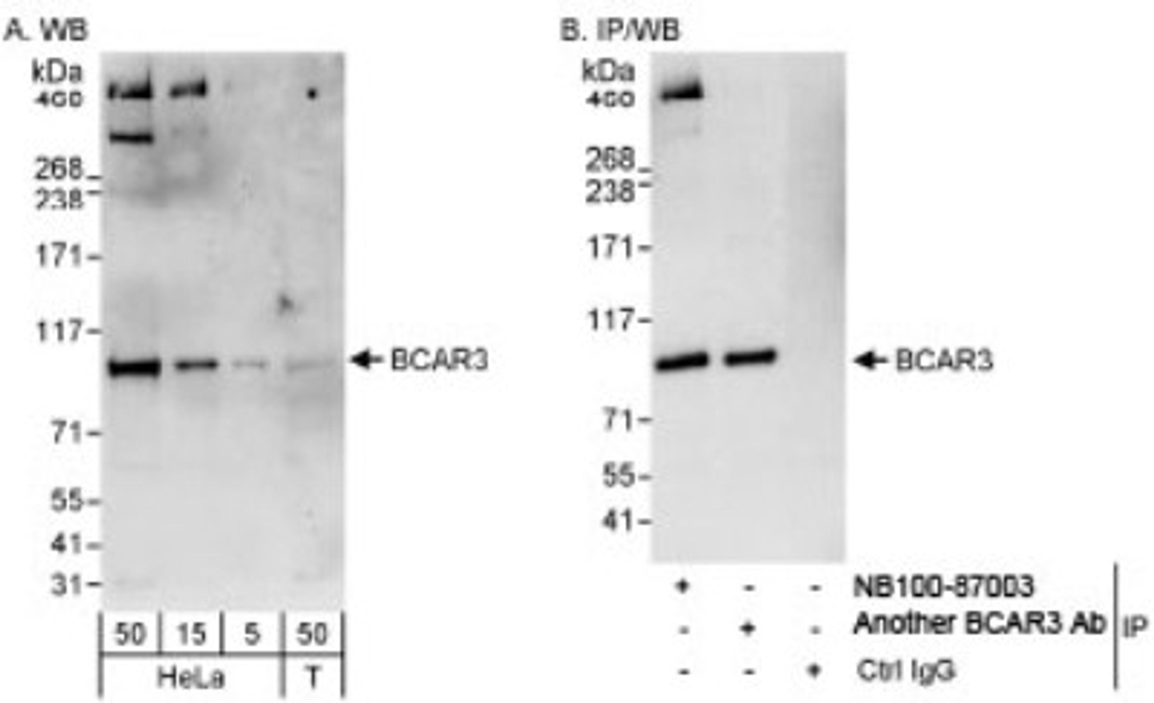 Western Blot: BCAR3 Antibody [NB100-87003] - Detection of Human BCAR3 on HeLa whole cell lysate using NB100-87003. BCAR3 was also immunoprecipitated by another rabbit anti-BCAR3 antibody.