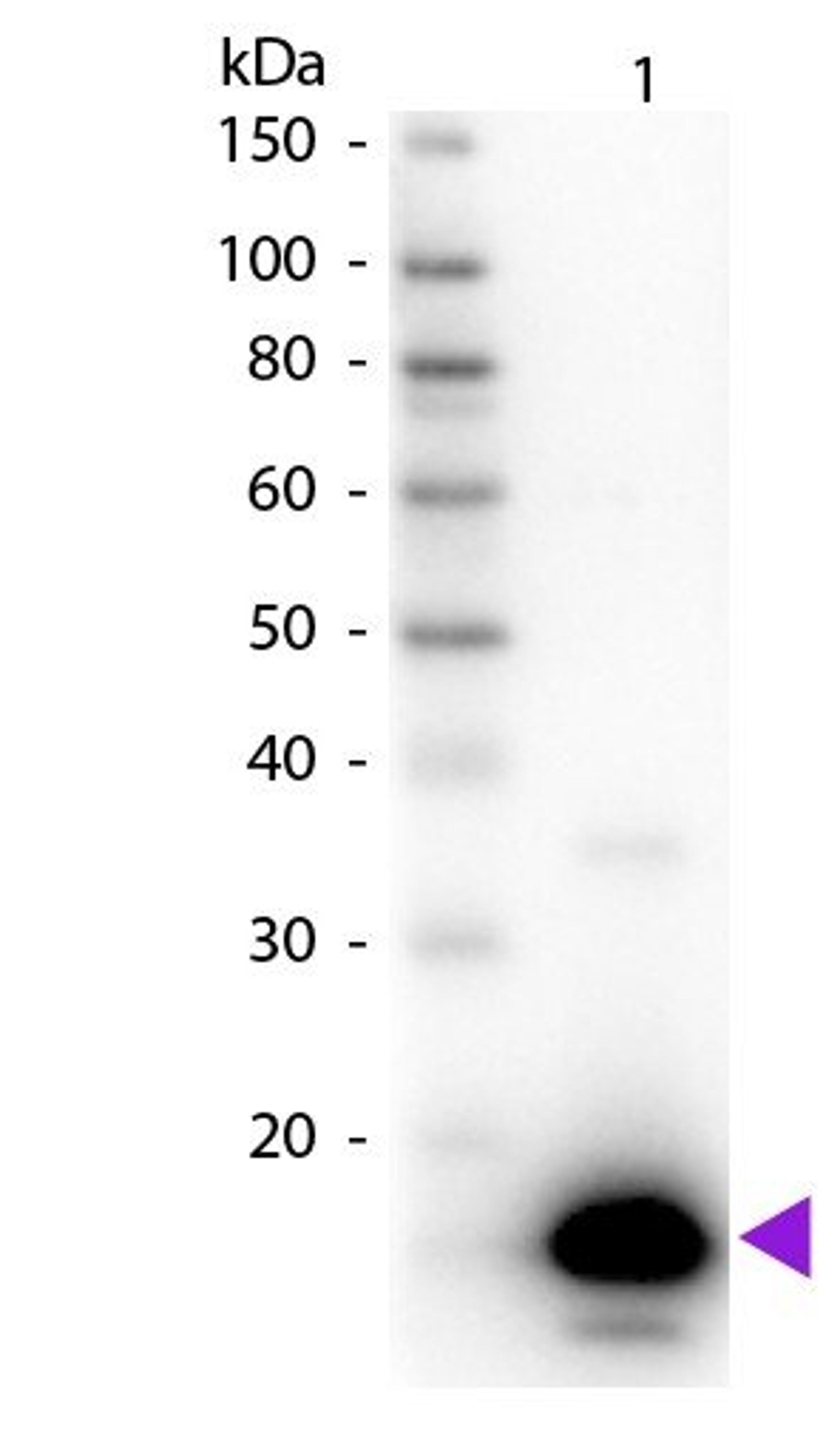 Western blot analysis of Lane 1: Avidin. Lane 2: None. Load: 100 ng per lane using Avidin antibody (Biotin)