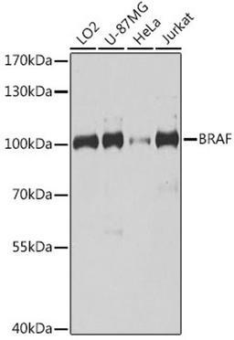 Western blot - BRAF antibody (A15033)