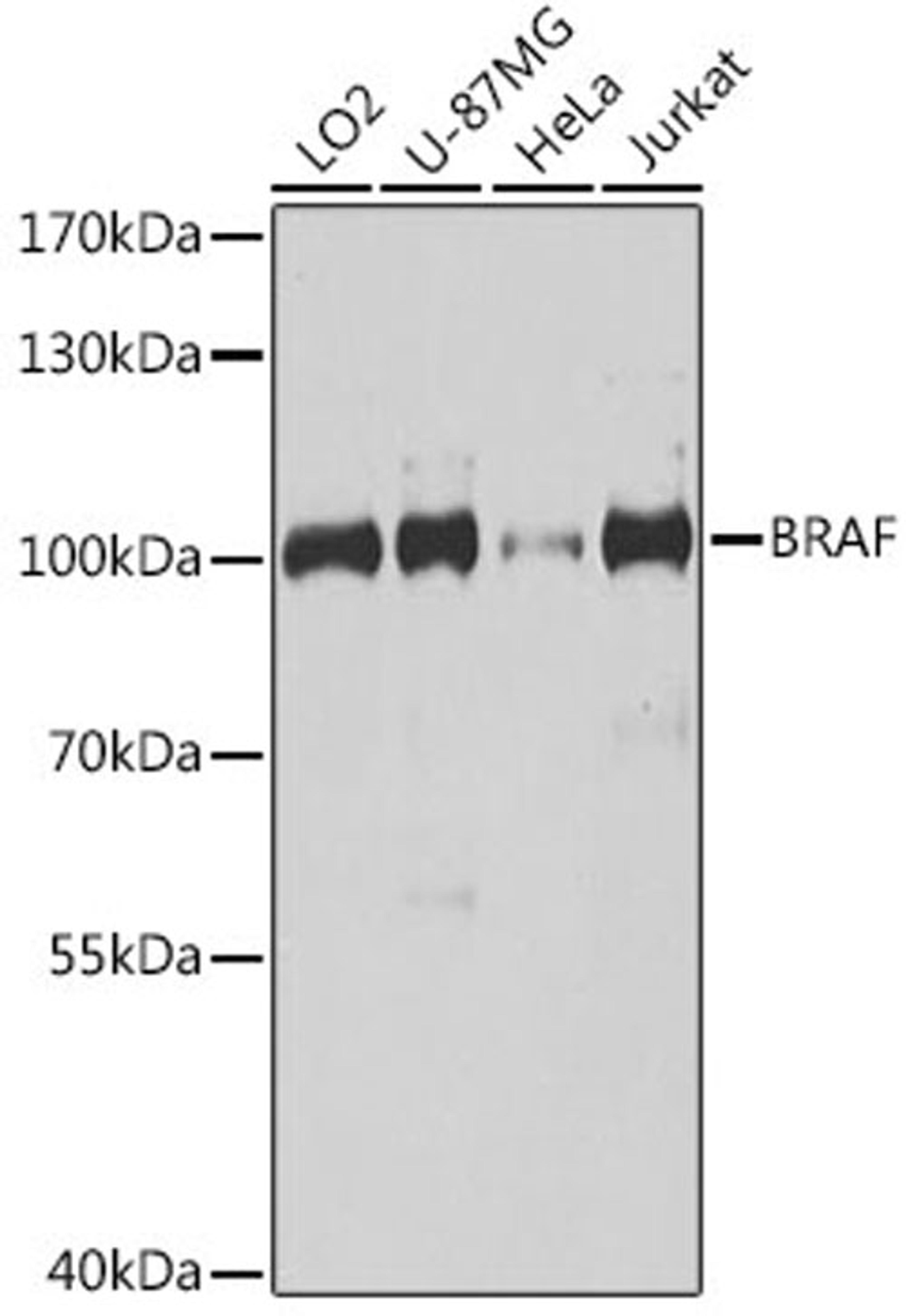 Western blot - BRAF antibody (A15033)