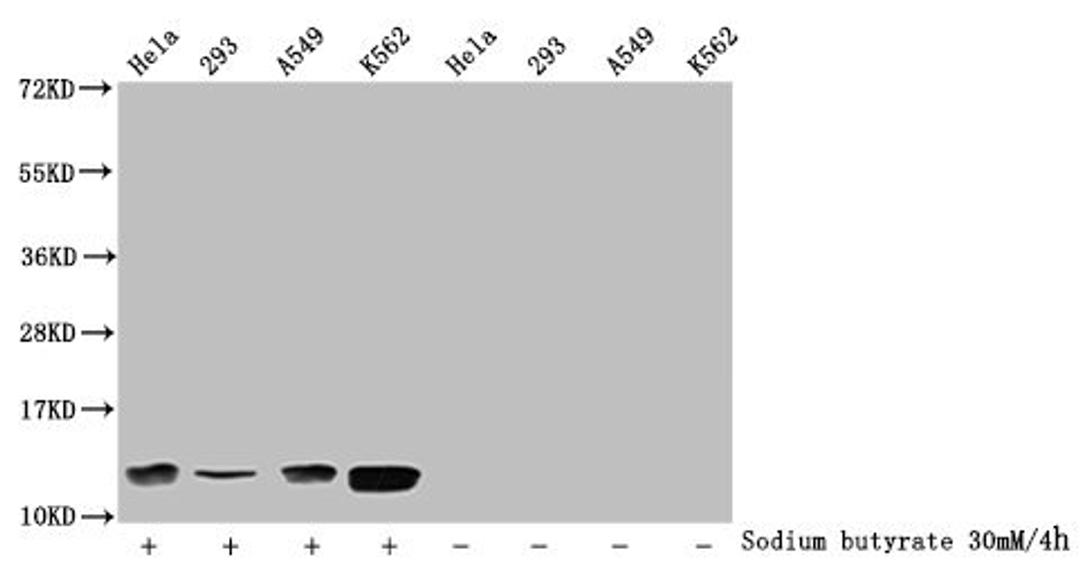 Western Blot. Detected samples: Hela whole cell lysate, 293 whole cell lysate, A549 whole cell lysate, K562 whole cell lysate; Untreated (-) or treated (+) with 30mM sodium butyrate for 4h. All lanes: HIST1H4A antibody at 1:2000. Secondary. Goat polyclonal to rabbit IgG at 1/40000 dilution. Predicted band size: 12 kDa. Observed band size: 12 kDa