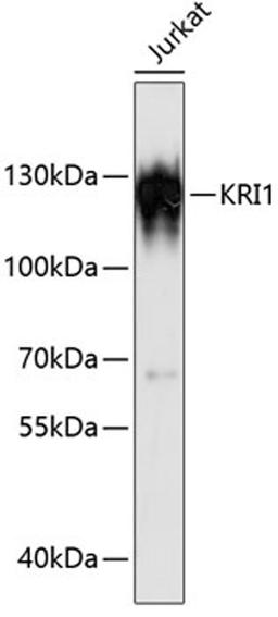 Western blot - KRI1 antibody (A13881)